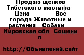 Продаю щенков Тибетского мастифа › Цена ­ 45 000 - Все города Животные и растения » Собаки   . Кировская обл.,Сошени п.